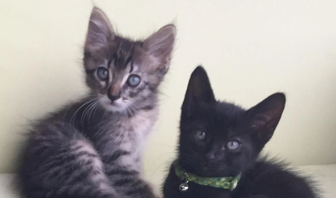 Burton The Cat Answers Your Questions: On Fostering!