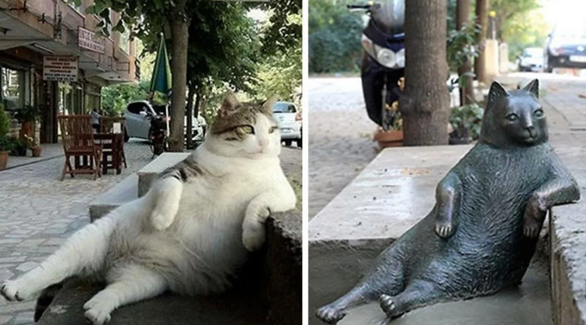 Tombili The Meme Cat Gets Own Commemorative Statue In Istanbul