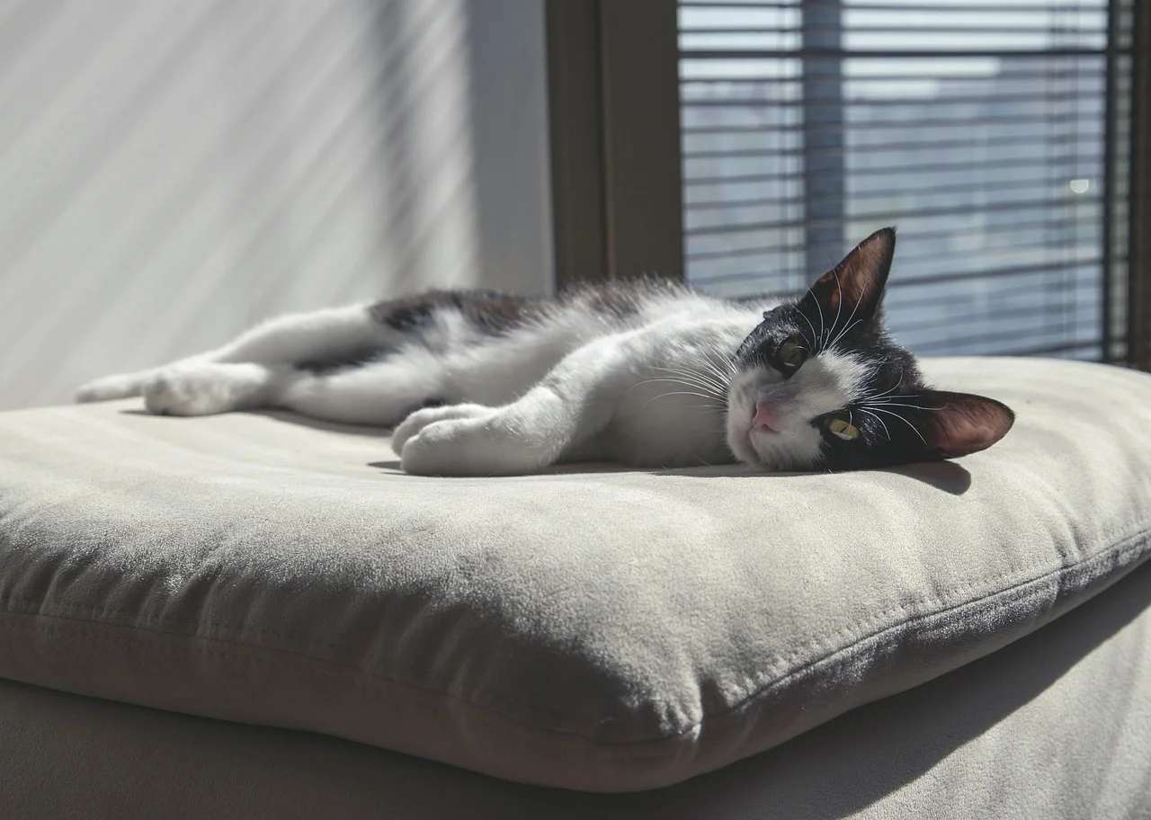 Pet Insurance Demystified: The Simple Dollar's Best Pet Insurance For 2016