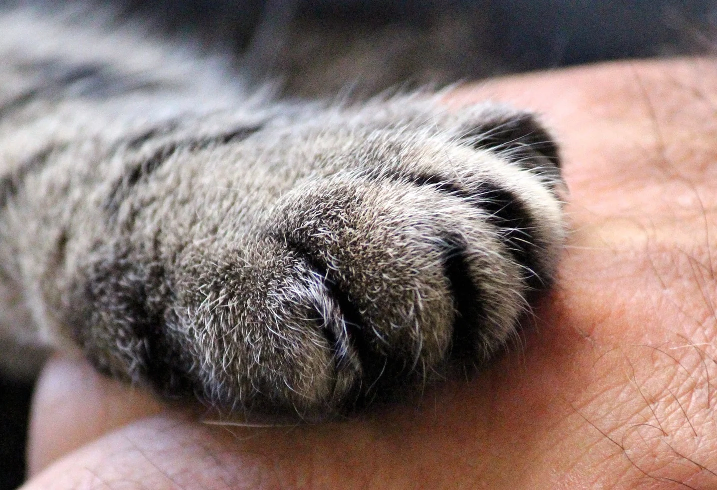 Infographic: 15 Ways Cats Improve Our Lives