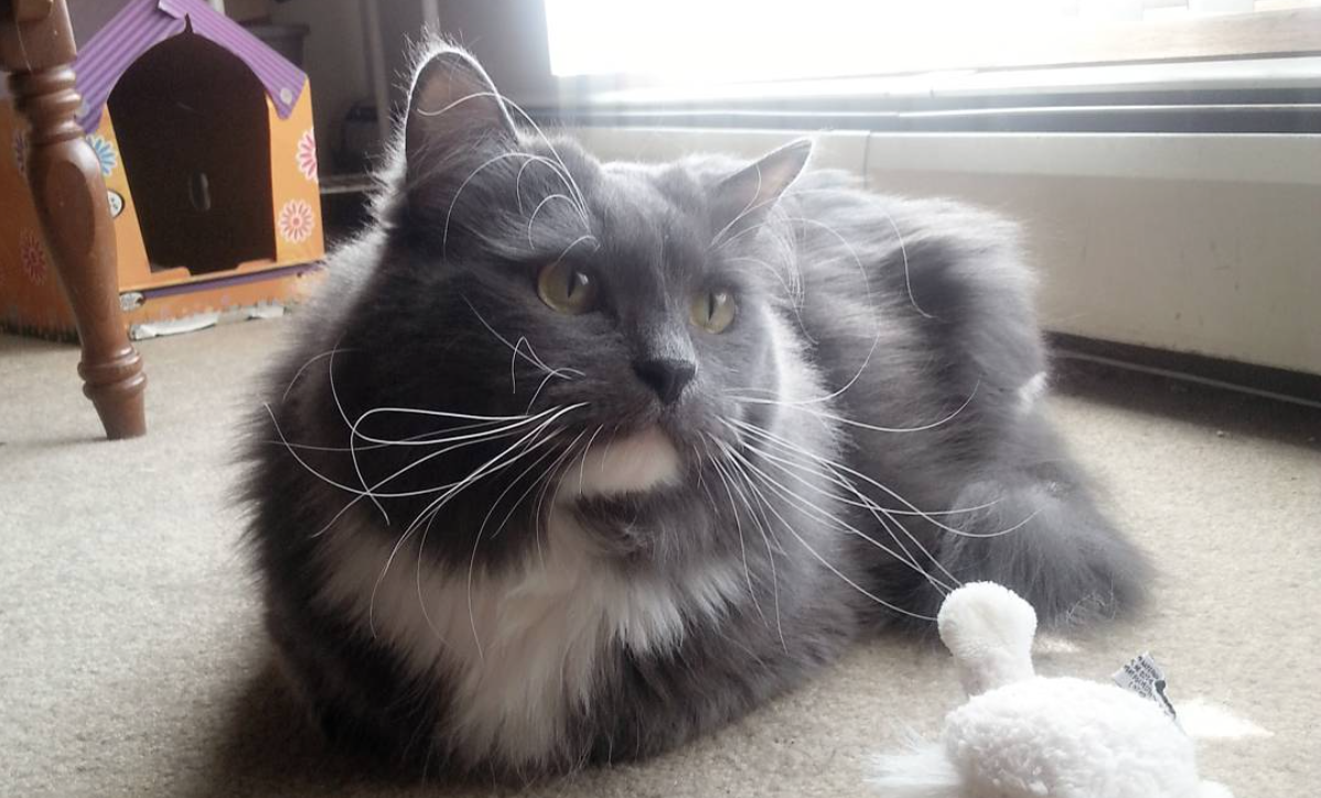 Interviews With Cats: Moe Grey The Cat