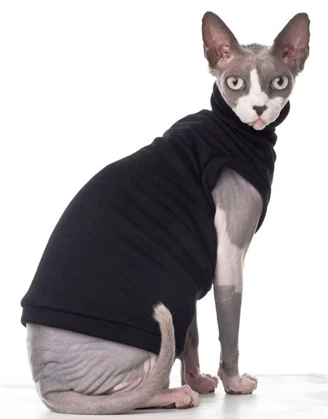 The 10 Most Stylish Cats On Instagram