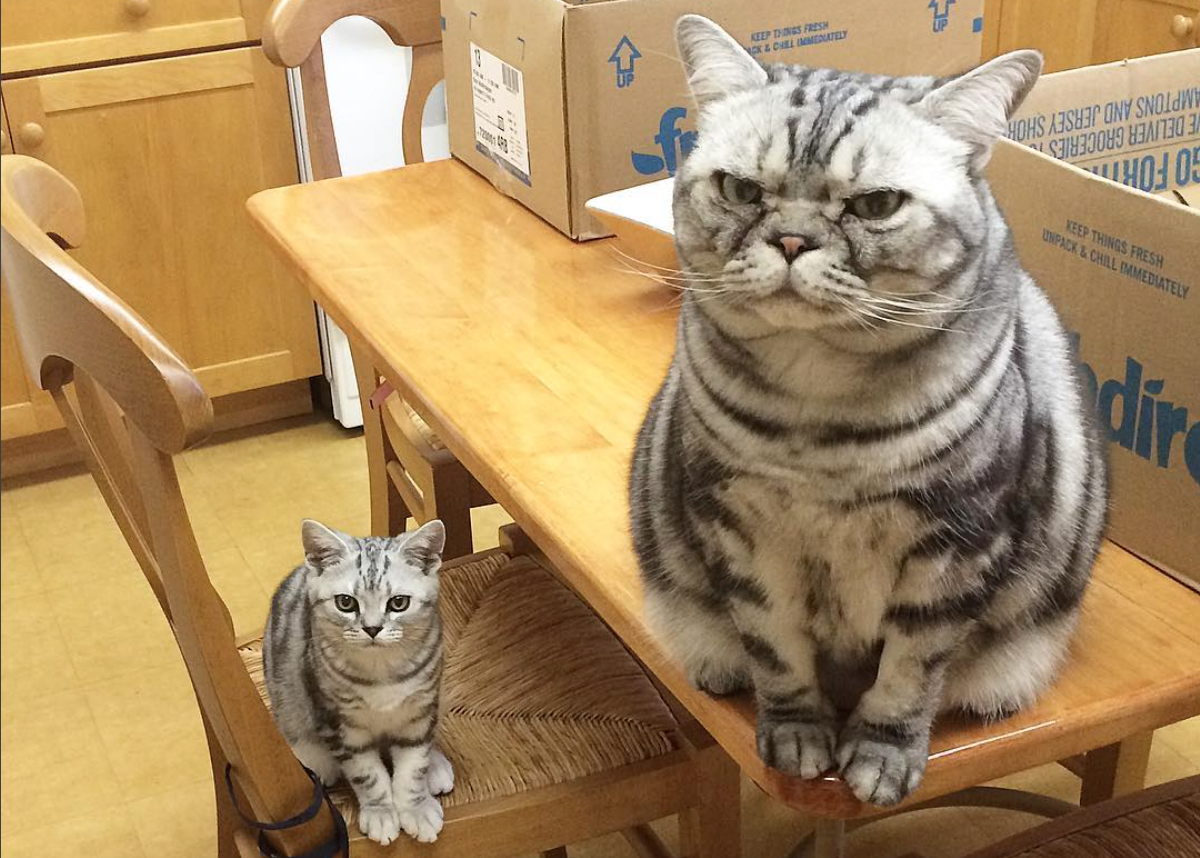 Interviews With Cats: The Bromance Of Perry & Monty