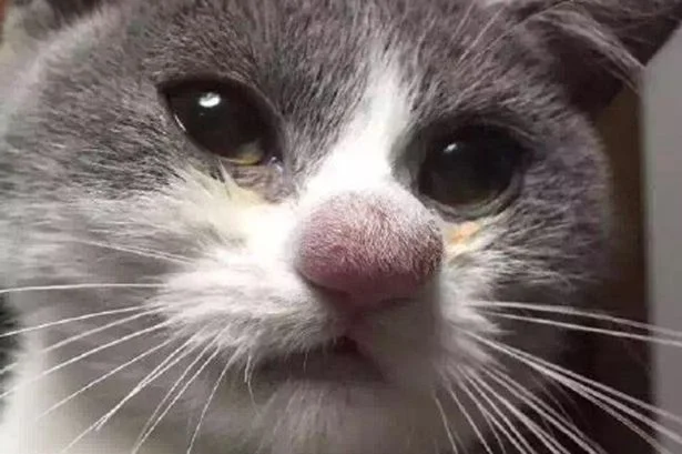 You'll Never Guess What Happened To This Kitty's Nose!