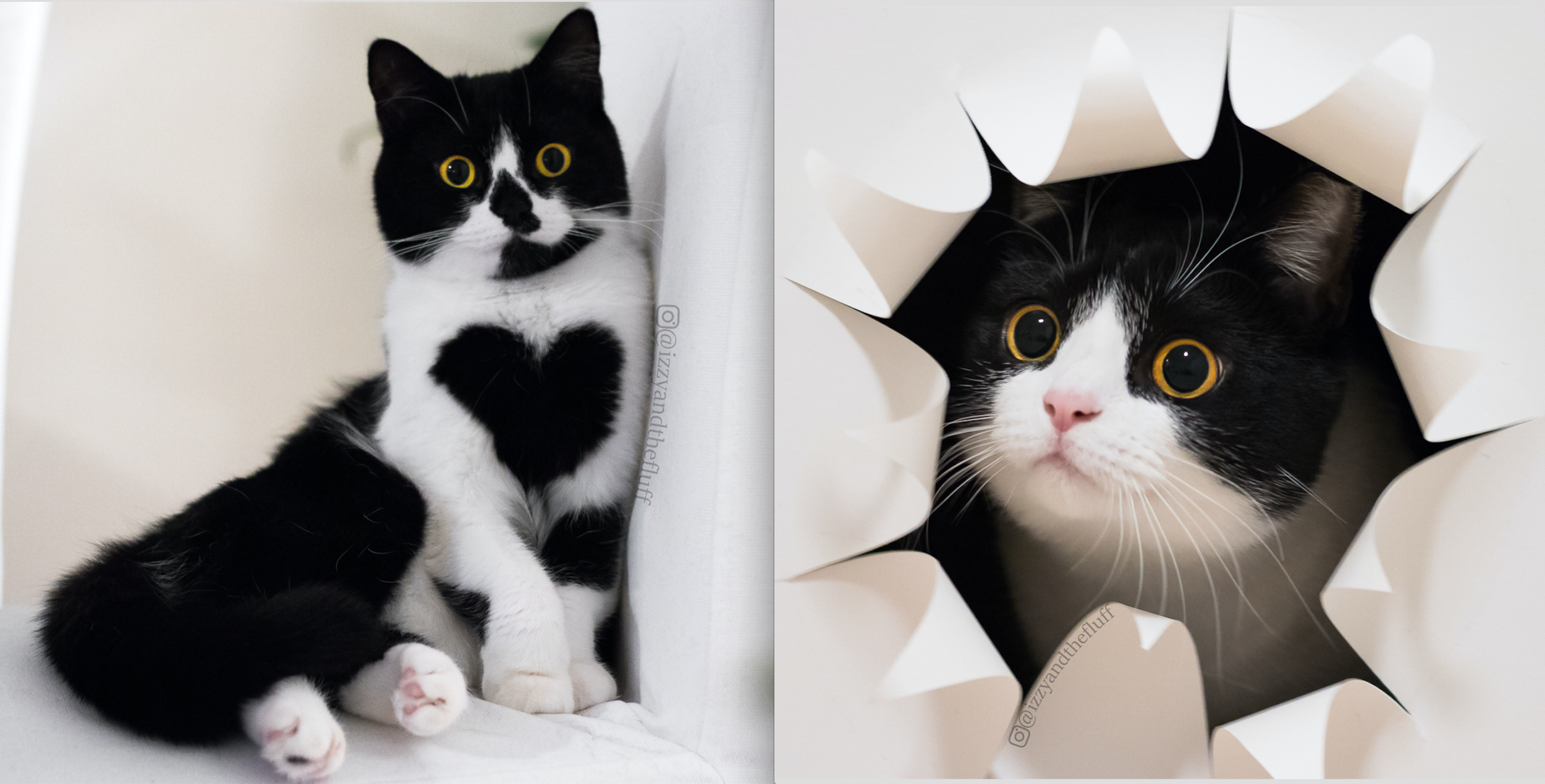 Interviews With Cats: Inseparable Sisters Izzy & Zoe!