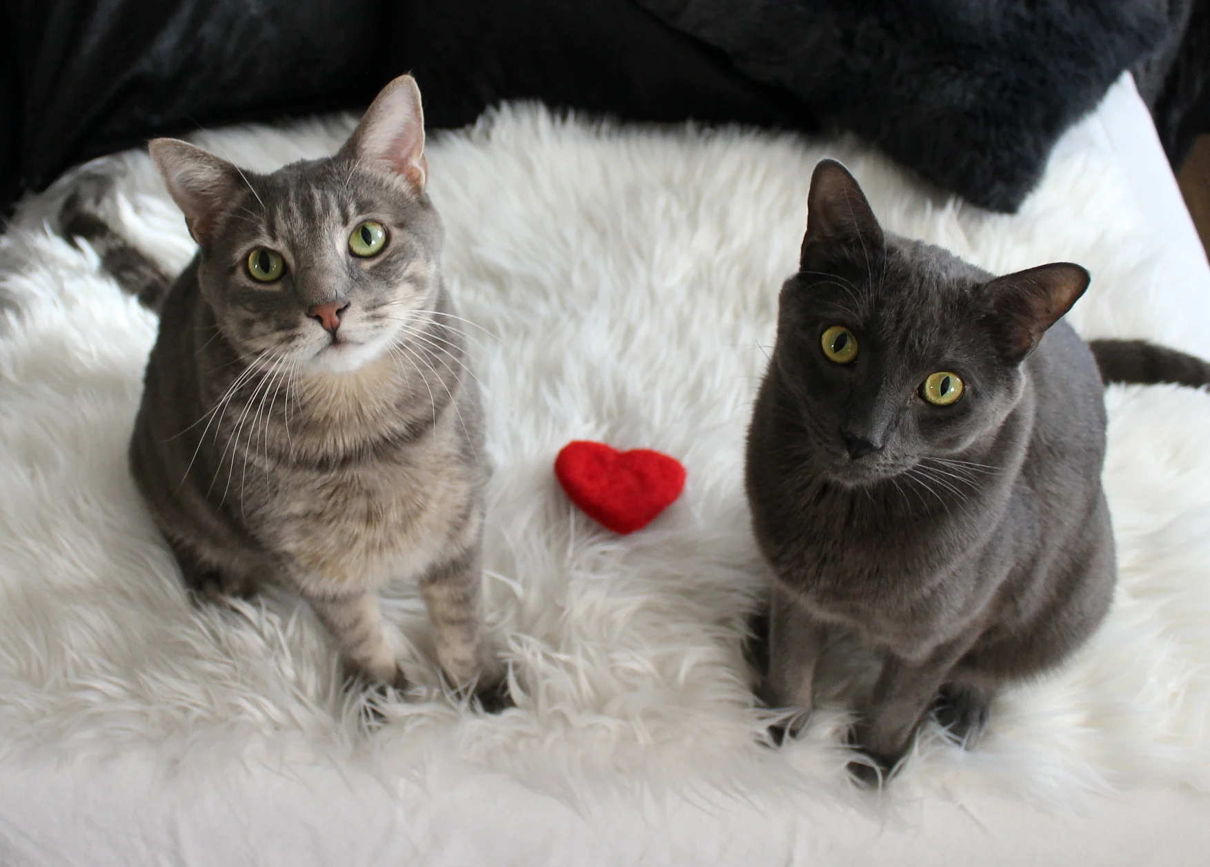 Interviews With Cats: JJ & Nicco, 50 Shades Of Adorable
