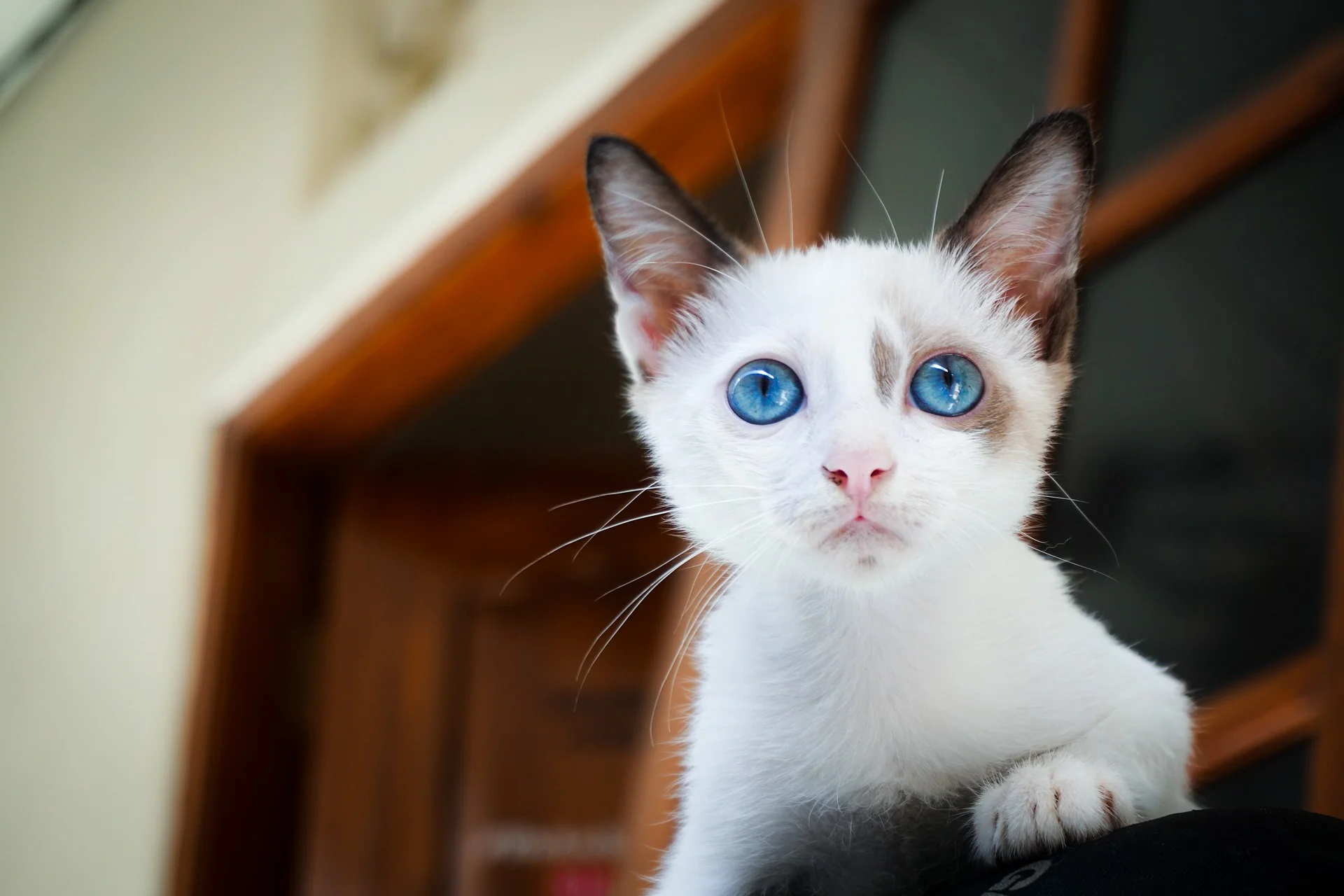 Quiz: How Much Do YOU Know About Cats?