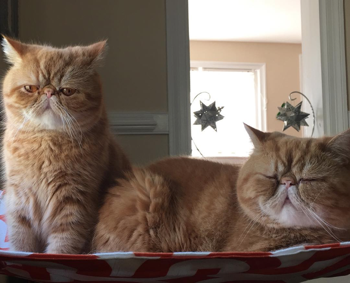 Interviews With Cats: Seamus & Angus