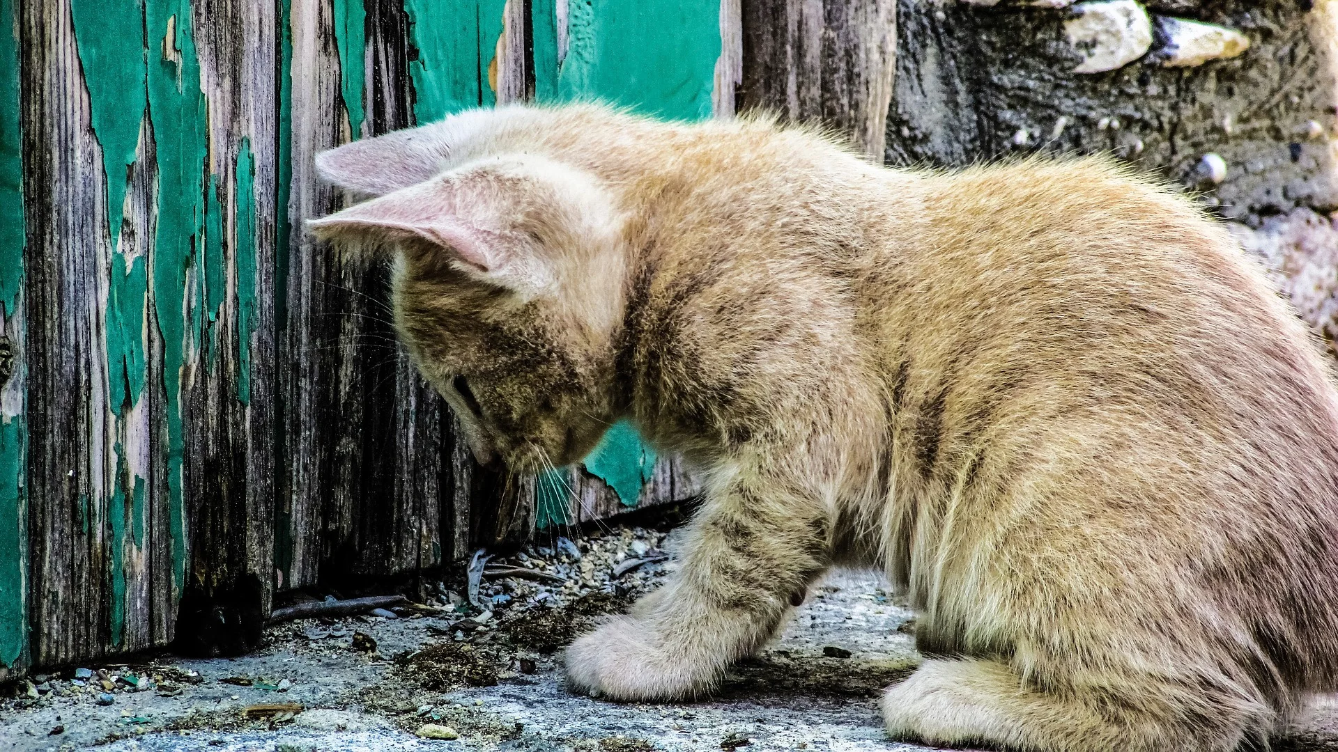 What To Do If You Find A Stray Cat This Winter