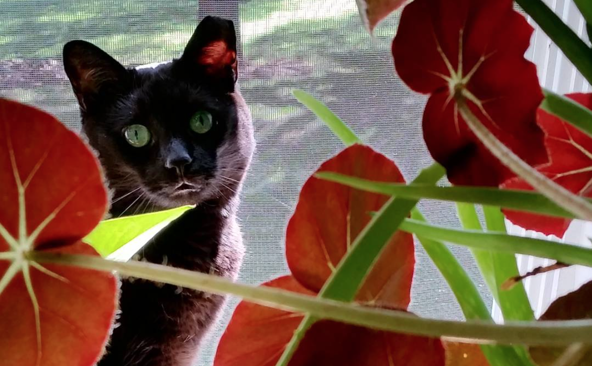 Interviews With Cats: Outdoorsy Mini Panther Franco!