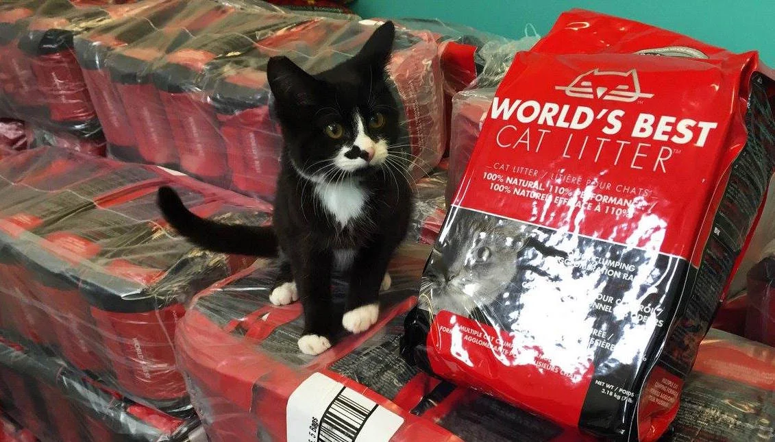 Vote To Give 'World's Best Cat Litter' To Five Lucky Shelters
