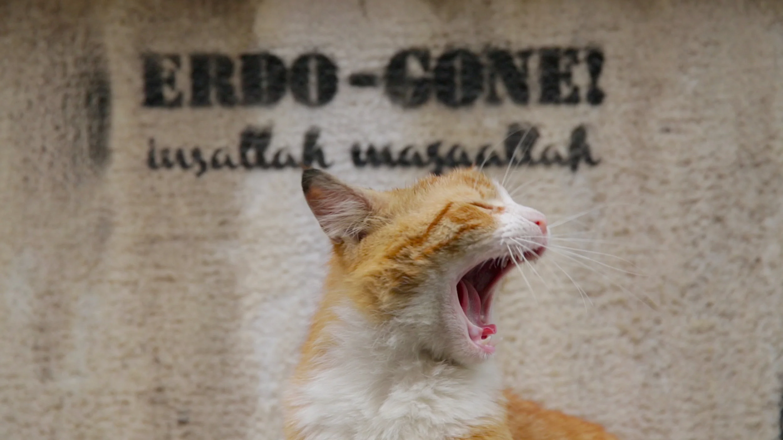 'Kedi' Documentary Explores The Fascinating Lives Of Istanbul Street Cats