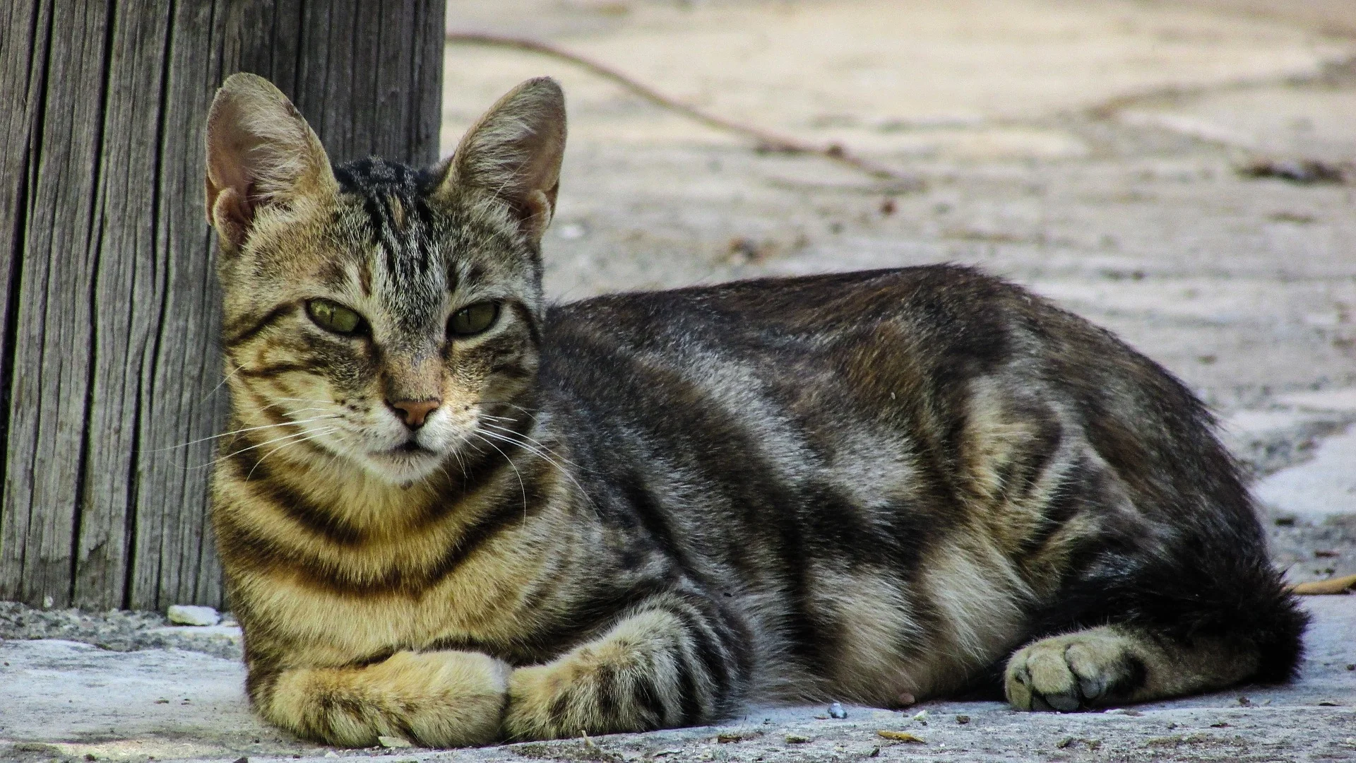 New York City ACC Had Record Placement Of Homeless Animals In 2016