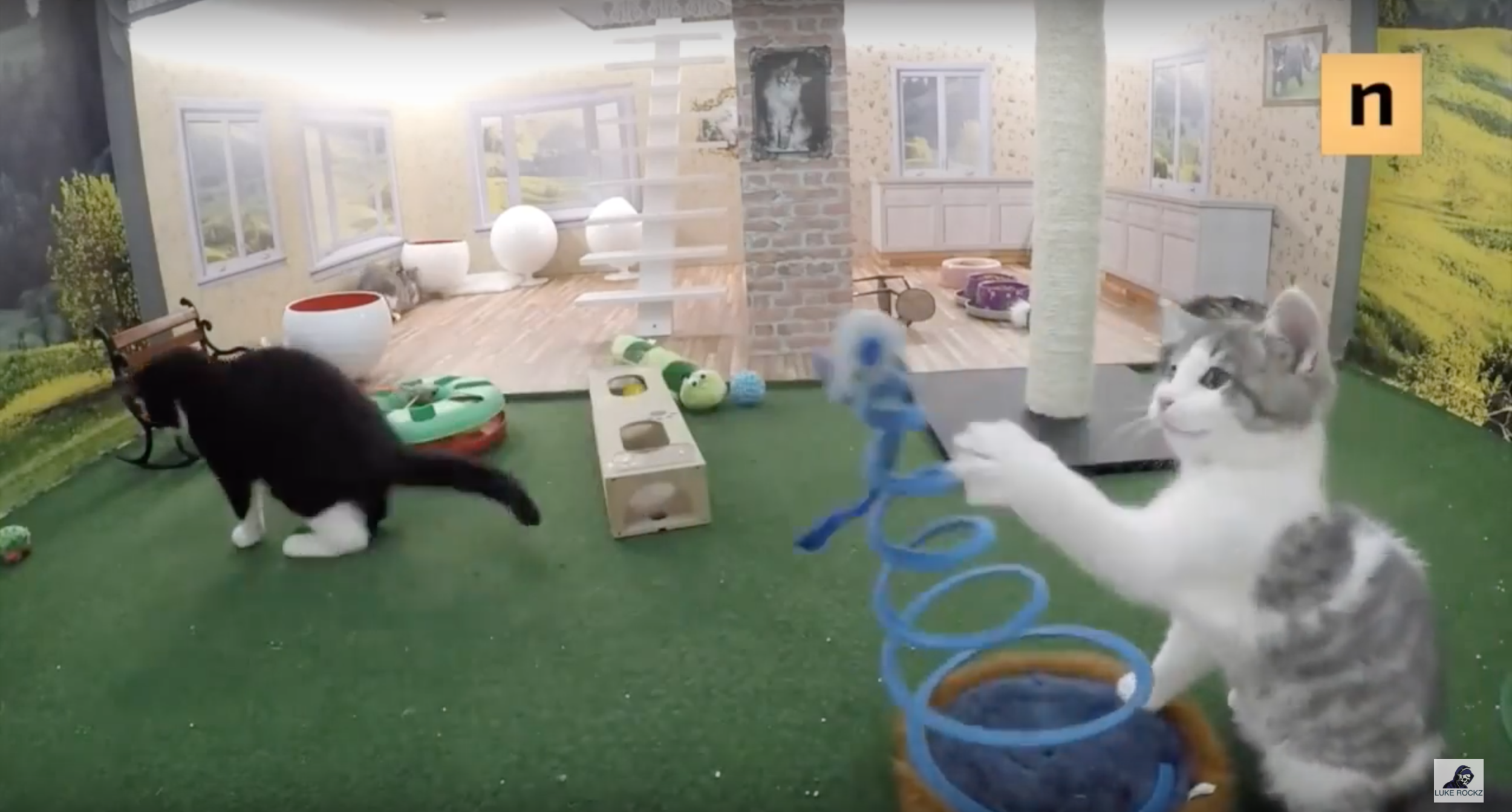 "Keeping Up With The Kattarshians": Reality TV Show Featuring Kittens