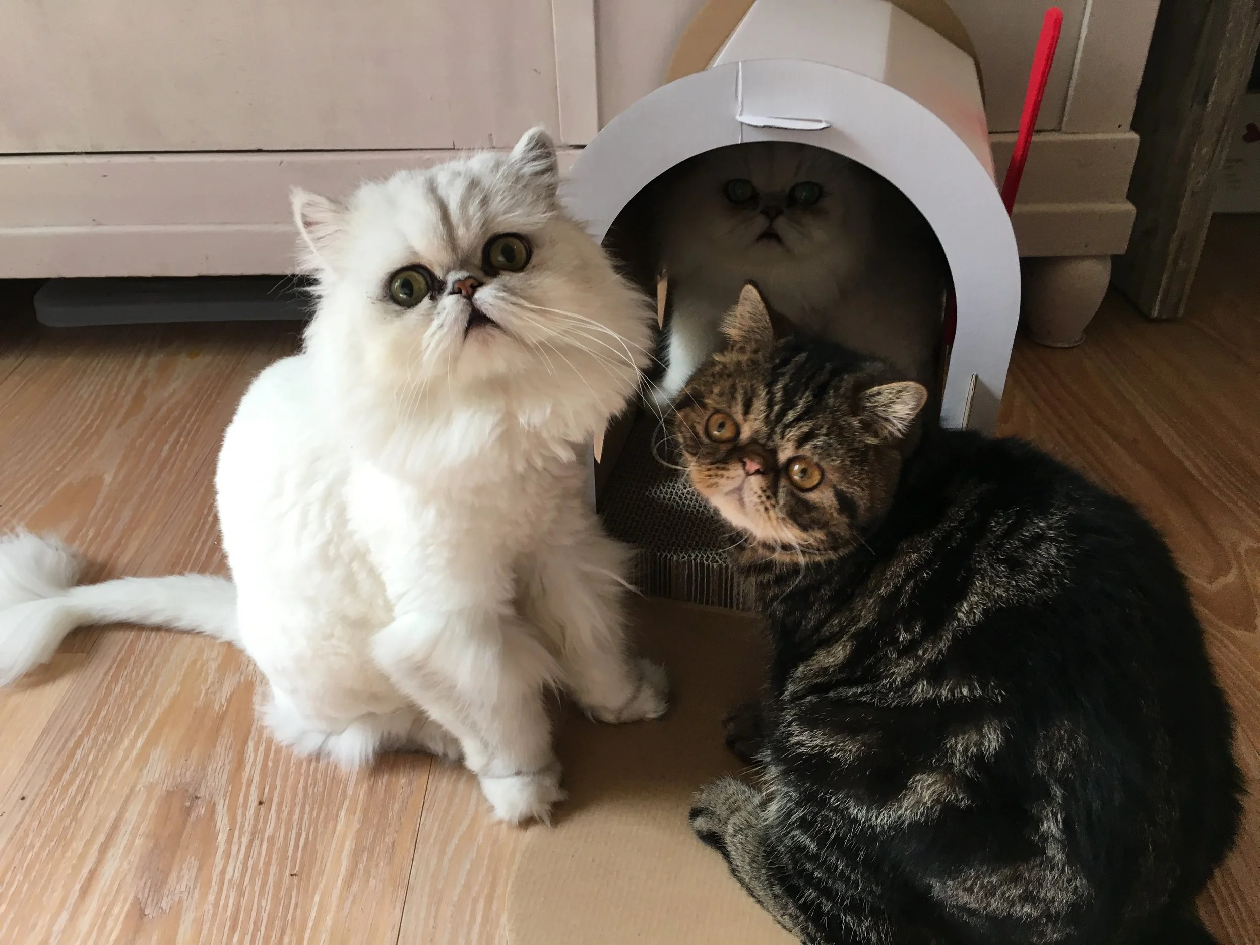 Interviews With Cats: Finnick & Co., Persian Kitties Livin It Up In Hawaii