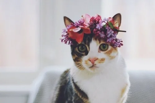Celebrating International Women's Day: Famous Lady Cats In History
