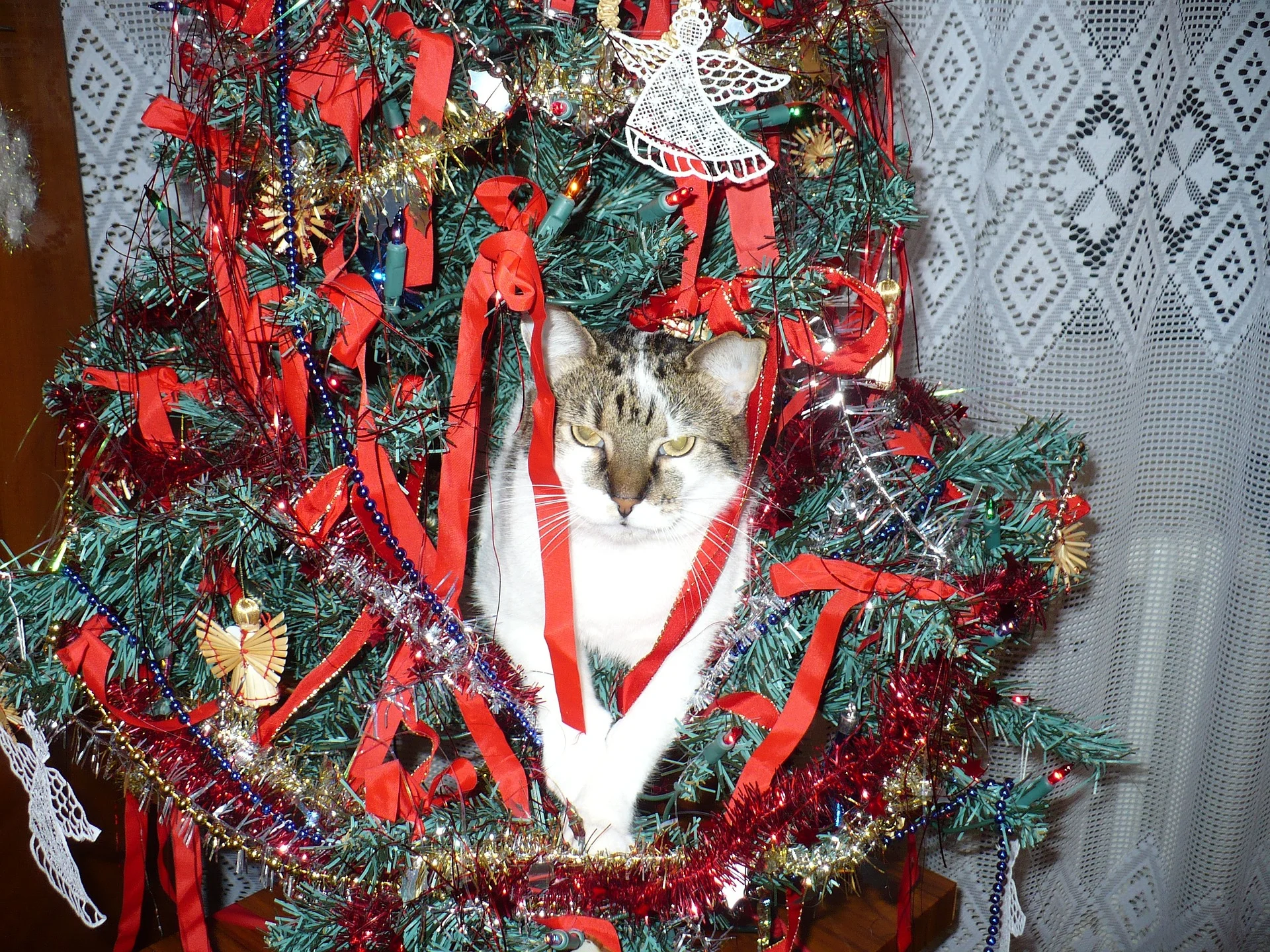 12 Do's and Don'ts For A Cat-Friendly Christmas!
