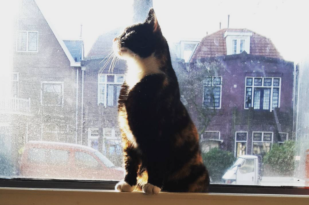 Interviews With Cats: "Fatgry" The Rescue Cat