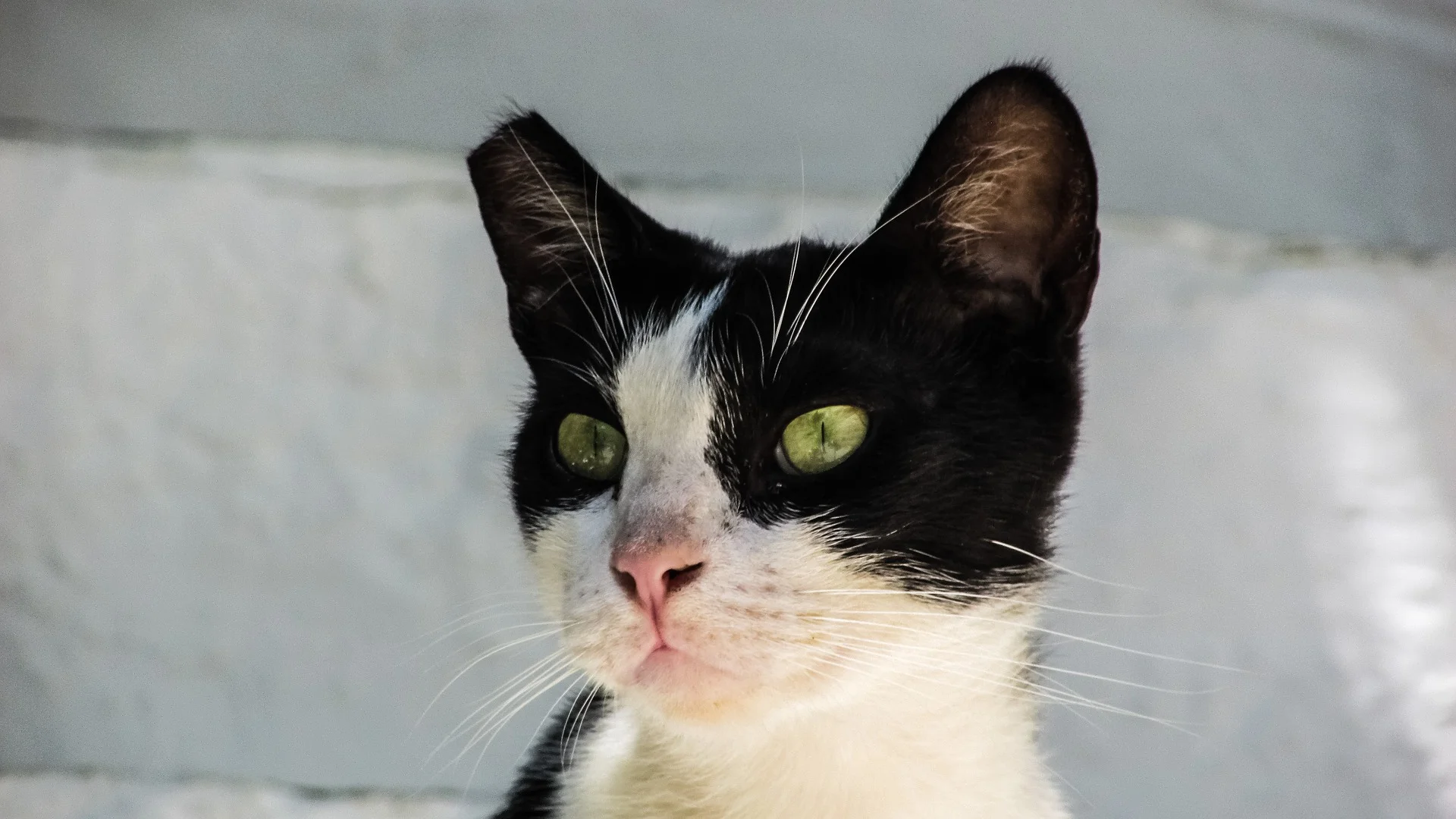 How Trap-Neuter-Return (TNR) Helps Feral Cats: A Beginner's Guide