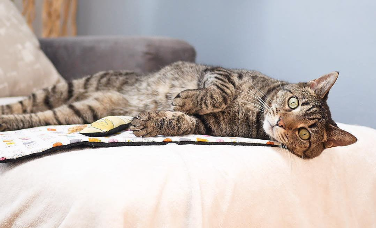 Interviews With Cats: Kippie Cat of 'I Have Cat'