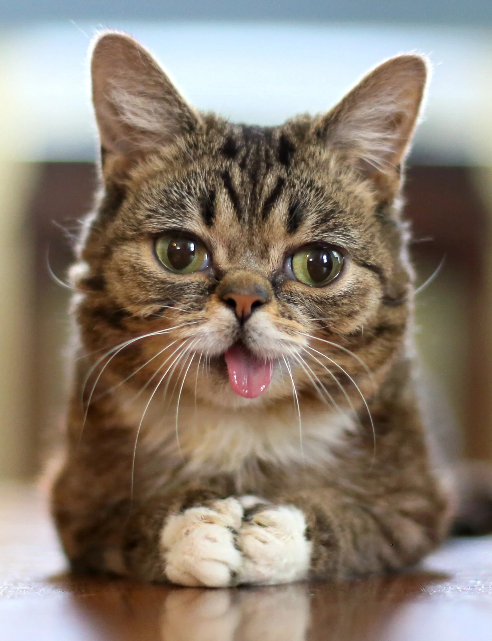 Infographic: See Where Your Favorite Celebrity Cats Live