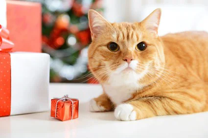 5 Funny Gifts Your Cat Will Love