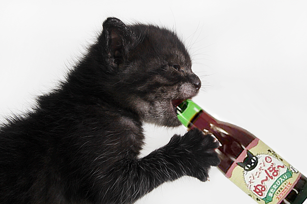 11 Unusual Cat Products You Can Actually Buy: From Cat Caviar to Barbie's Pet Peeing Cat