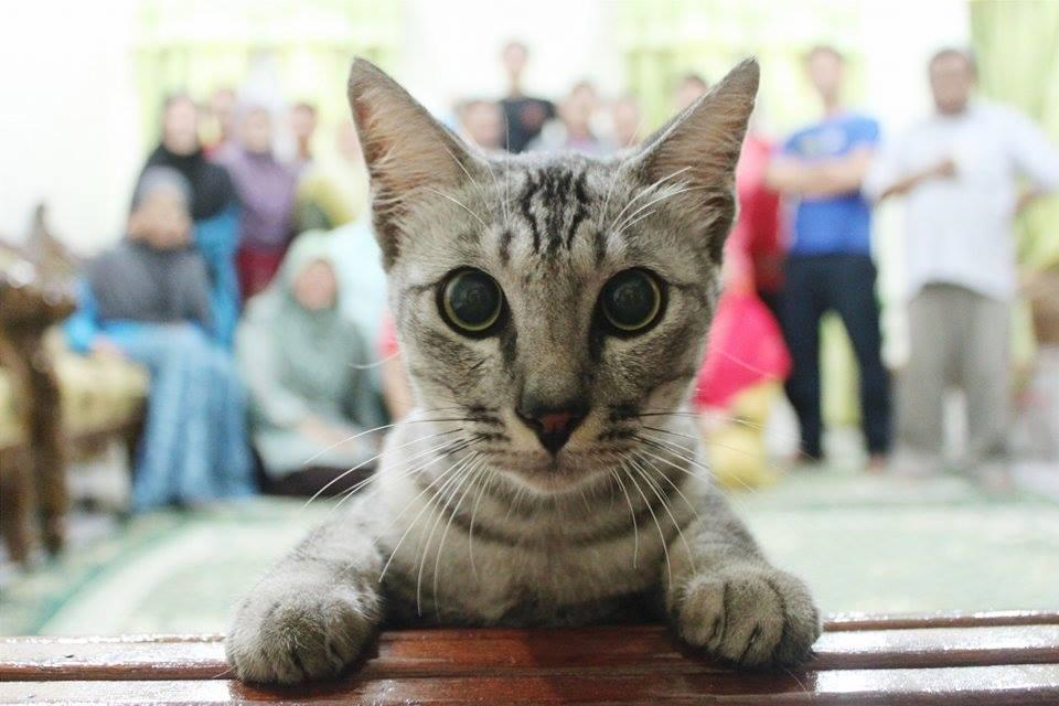 14 Best Cat Photobombs Of All Time