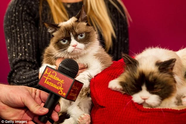 Friday, Dec. 18, 2015: #CatsInTheMews Weekly Roundup