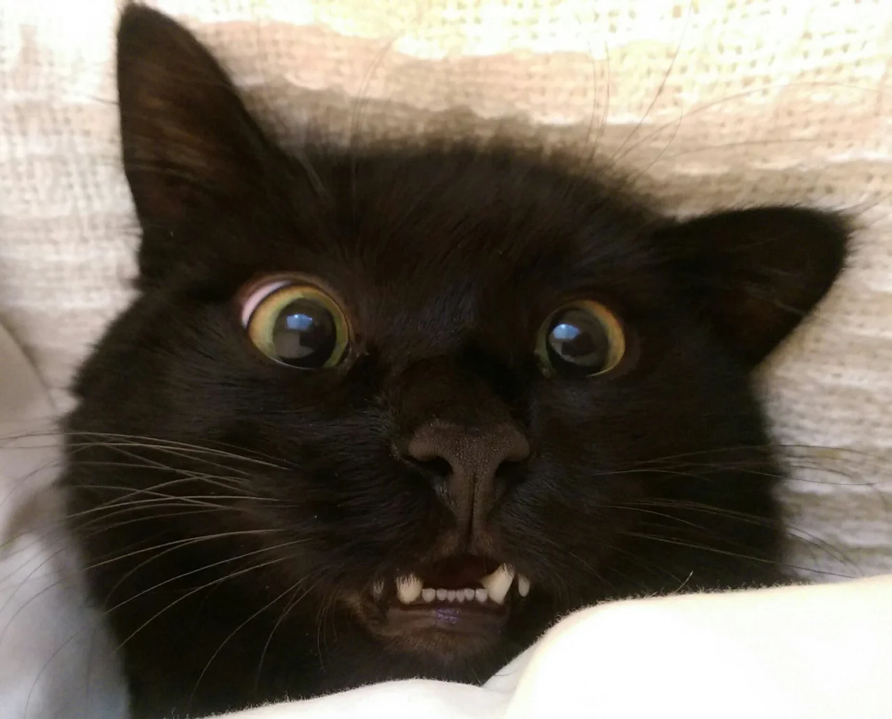 10 Derpiest Cat Derps Of All Time