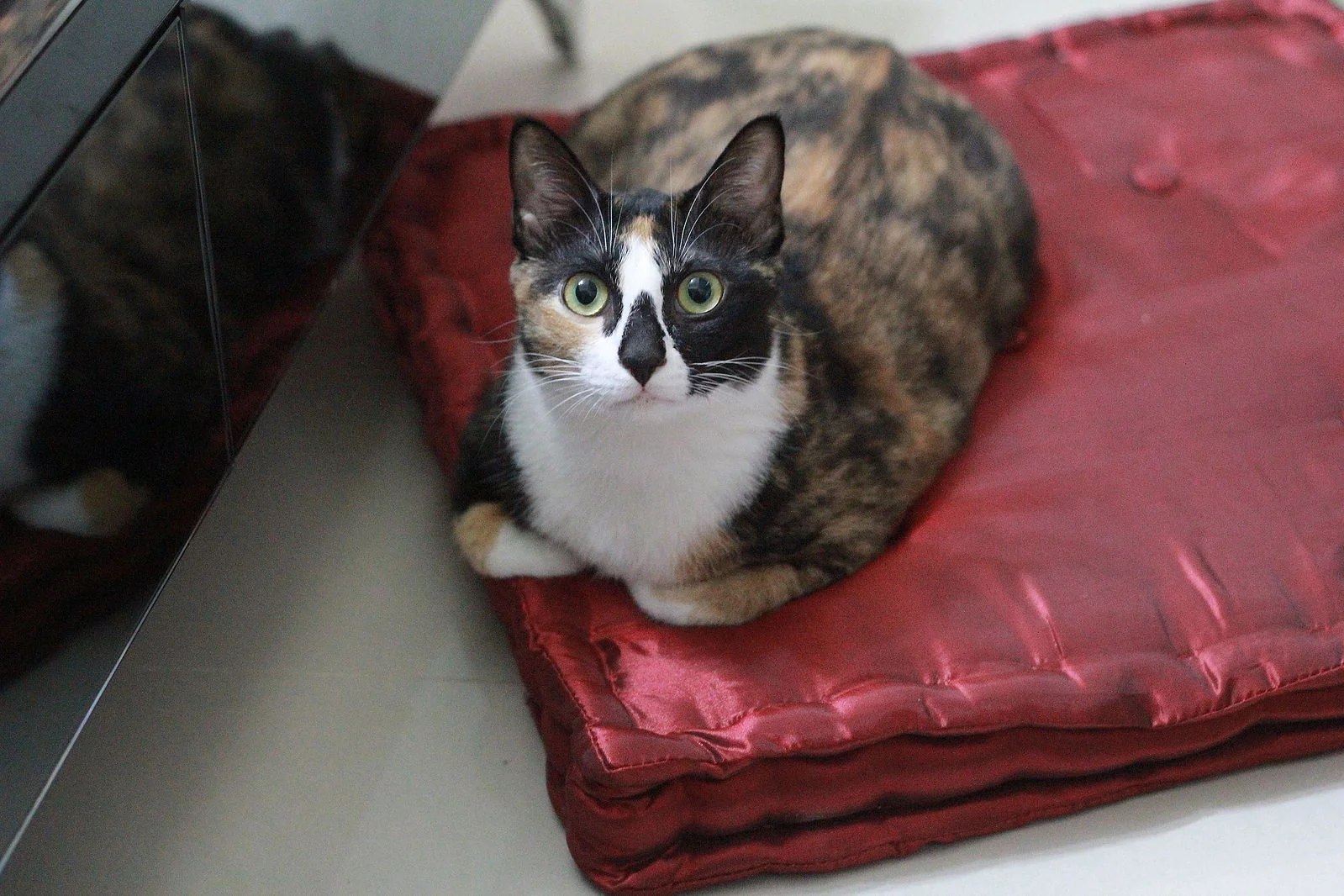 Friday, Jan. 1, 2016: #CatsInTheMews Weekly Roundup