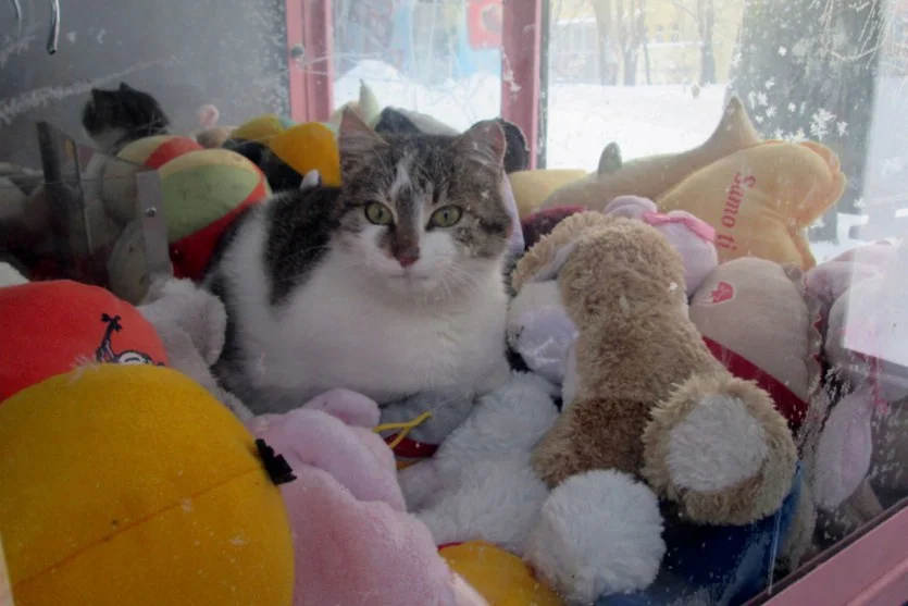 Friday, Jan. 29, 2016: #CatsInTheMews Weekly Roundup