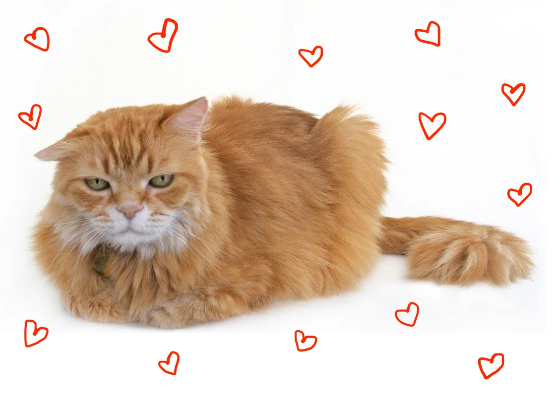 11 Of The Yummiest Catloaves Around!