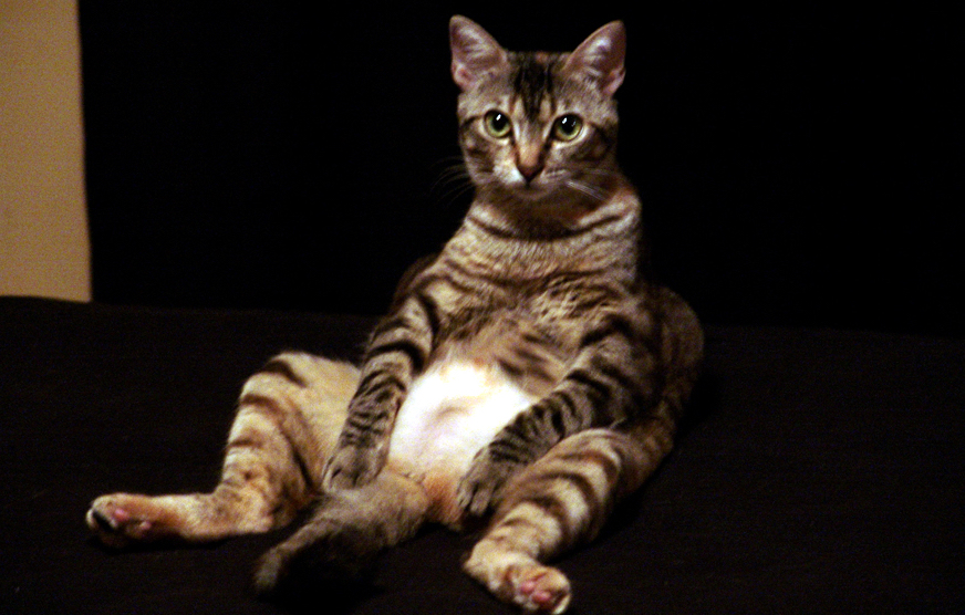11 Adorable Buddha-Bellied Cats