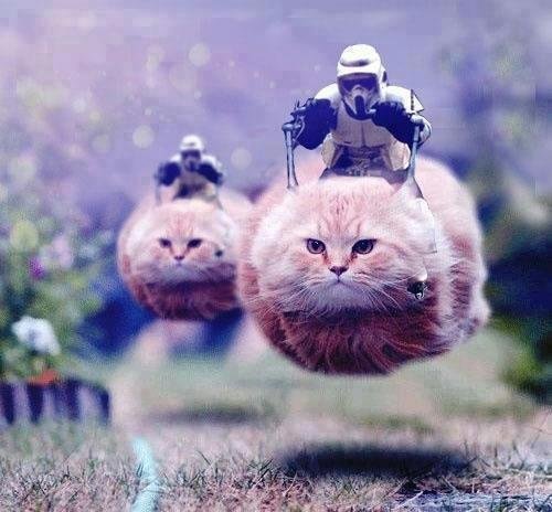 Brussels Residents Tweet Out Optimistic Cat Memes In Response To City Wide Terror Threat