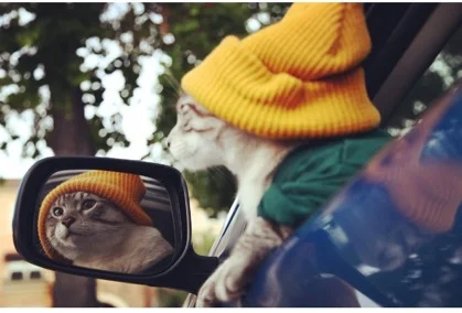 Interviews With Cats: Poonchic, The Most Dog-Like Cat