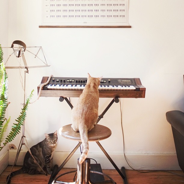 Friday, Nov. 27, 2015: #CatsInTheMews Weekly Roundup