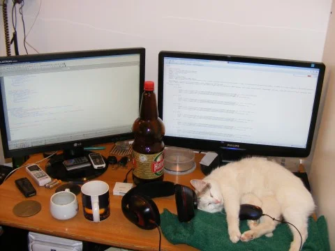 10 Computer Savvy Cats Who Might Take Your Job