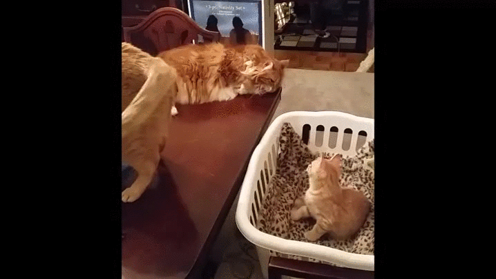 Image: Reddit via  Imgur
