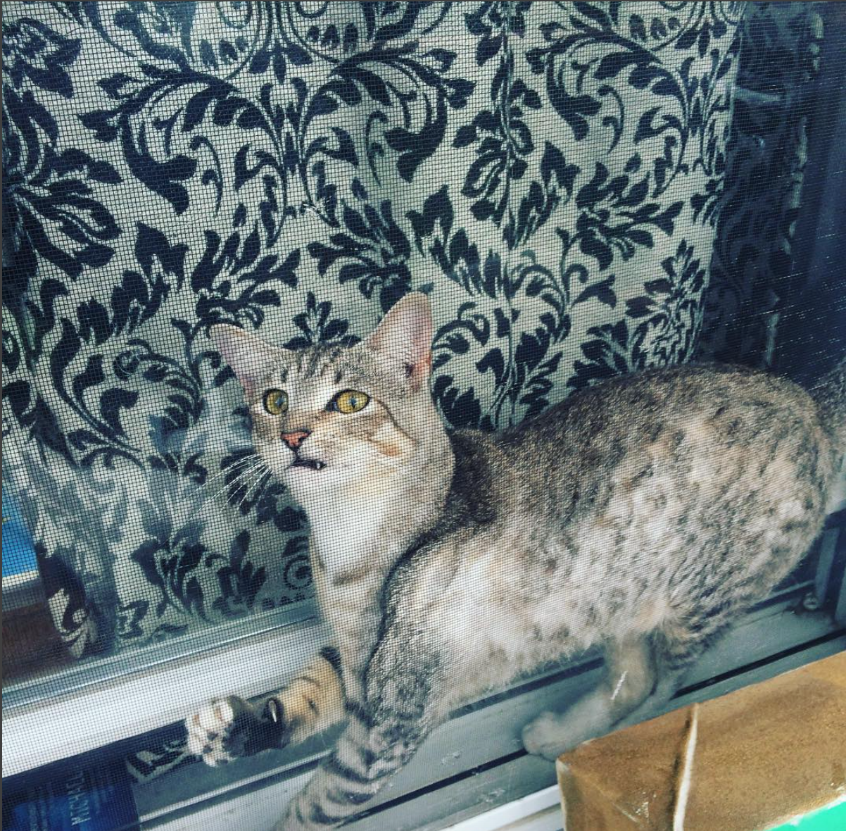 Image:&nbsp; Instagram.com/auntp504