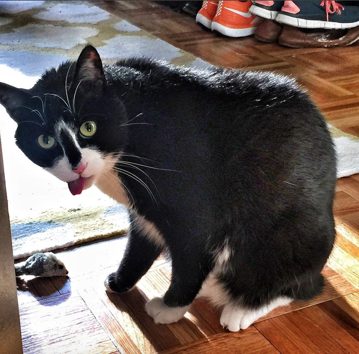 derp-face-kittyImage:&nbsp; Instagram.com/ridley_the_xfire_tuxedo