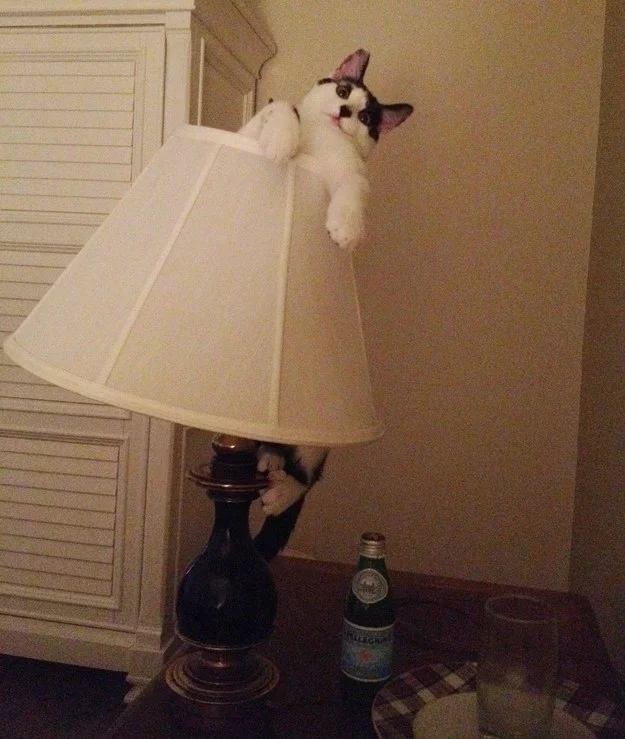 Image: Reddit.com via  Imgur