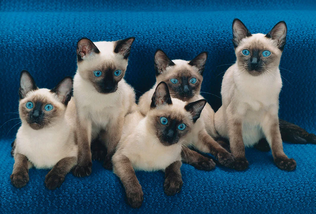 catsff.jpg.CROP_.original-original.jpg