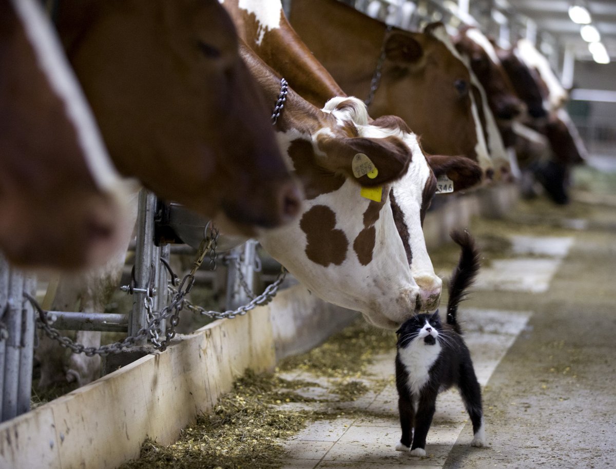 dairy-cows-nuzzle-a-barn-cat-as-they-wait-to-be-milked-at-a-farm-in-granby-canada.jpg
