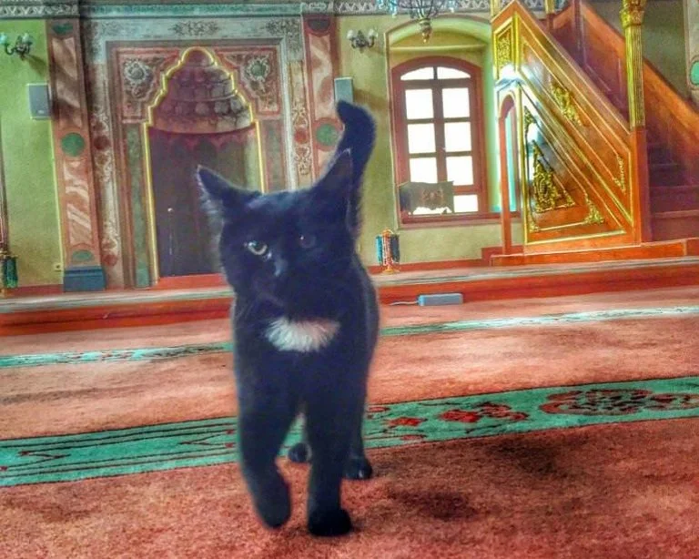 Imam-turquie-chats-errants-41-768x1024-e1453303300173.jpg