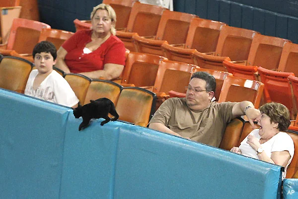 black_cat_makes_appearance_at_metsmarlins_game.jpg