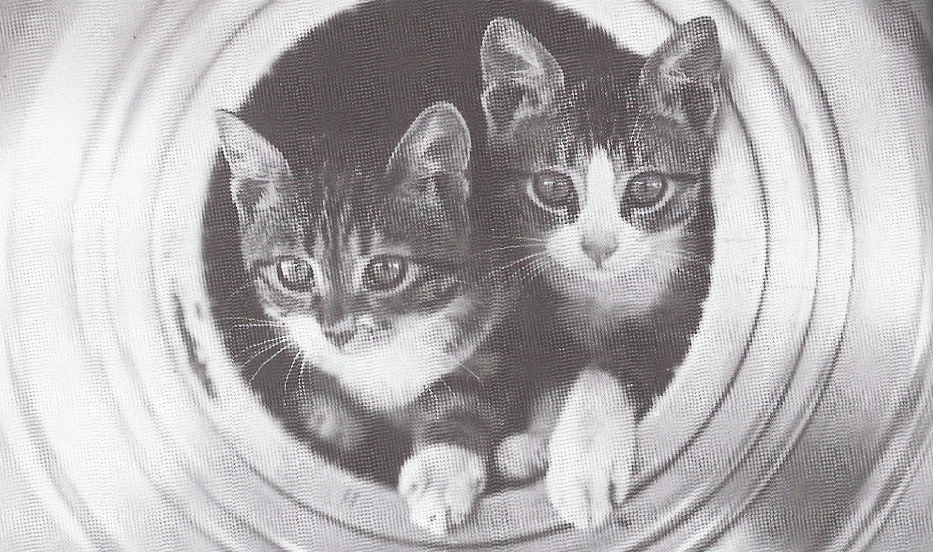 kittens-in-canons-featured-pic-cropped.jpg