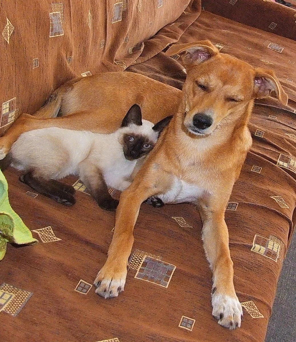 Cat_and_dog.jpg