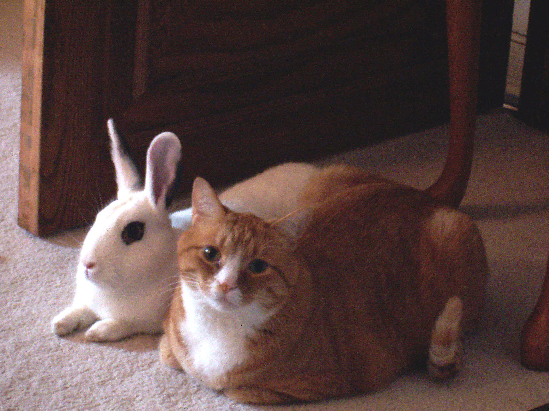 Cat_and_rabbit_sitting_together.jpg