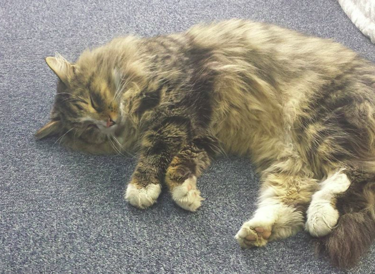 Clive_cat-e1455311532542.png